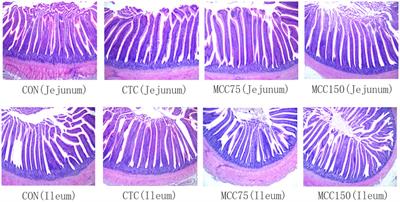 Dietary supplementation with mulberry leaf flavonoids and carnosic acid complex enhances the growth performance and antioxidant capacity via regulating the p38 MAPK/Nrf2 pathway